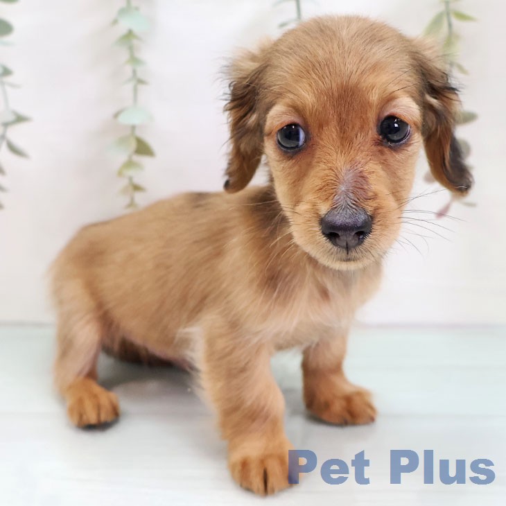 カニーンヘン・ダックスフンドの写真2