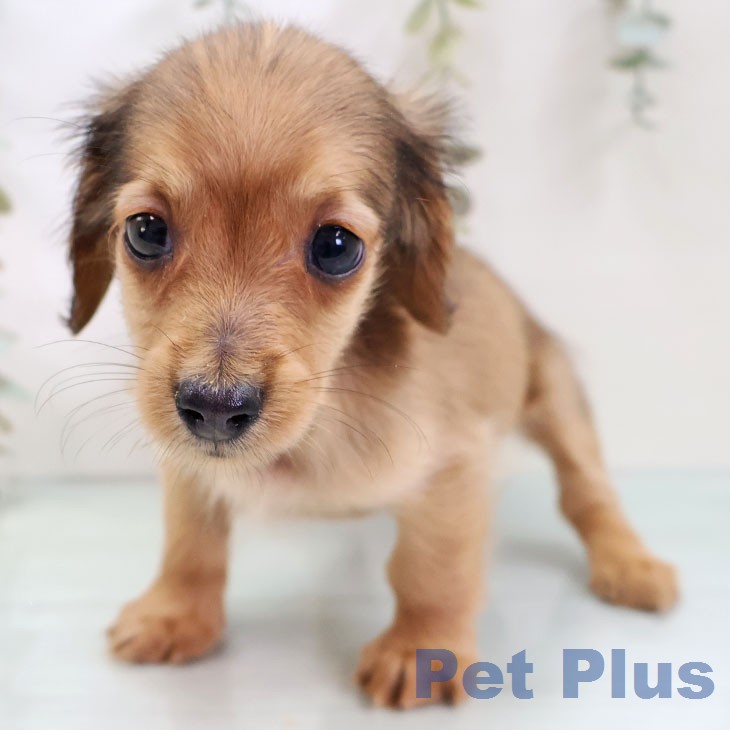 カニーンヘン・ダックスフンド