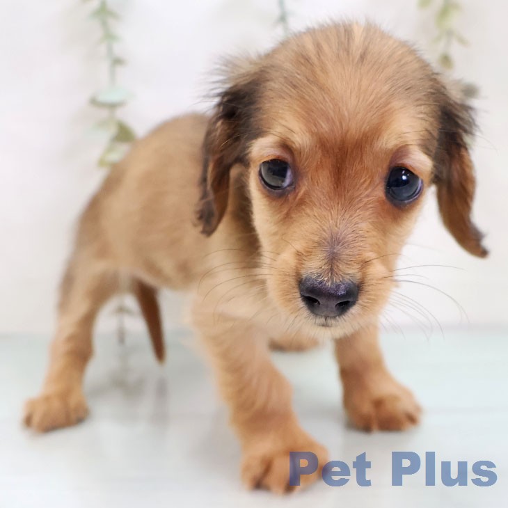 カニーンヘン・ダックスフンドの写真2