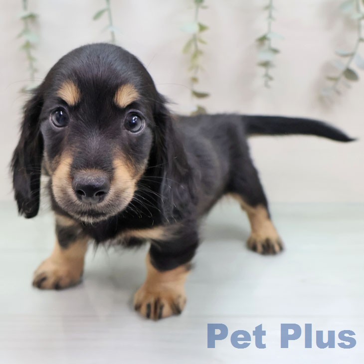 ミニチュア・ダックスフンドの写真2