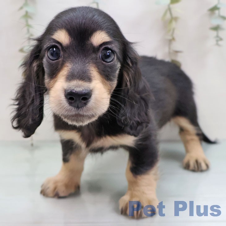 ミニチュア・ダックスフンド