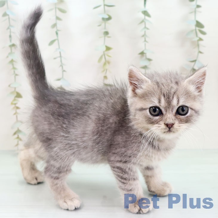 ブリティッシュロングヘア