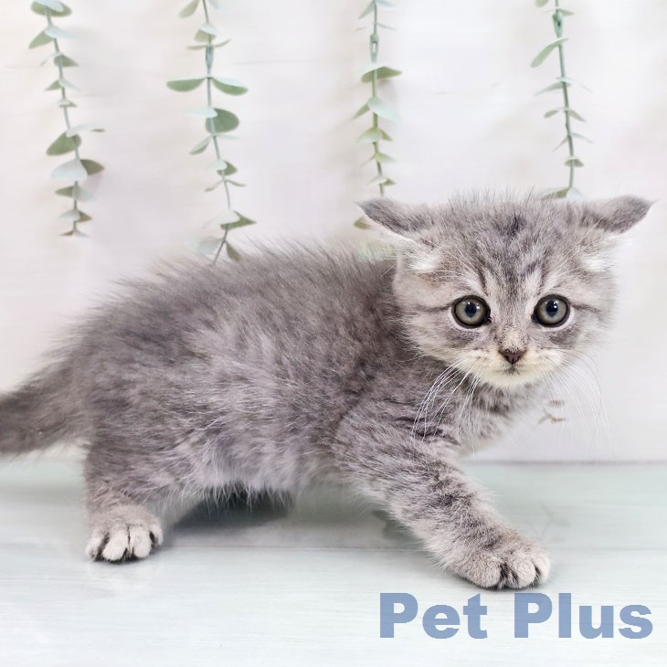 ブリティッシュロングヘアの写真2