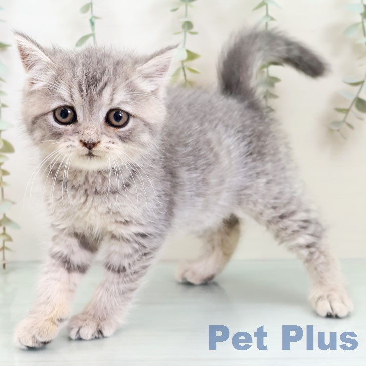 ブリティッシュロングヘア