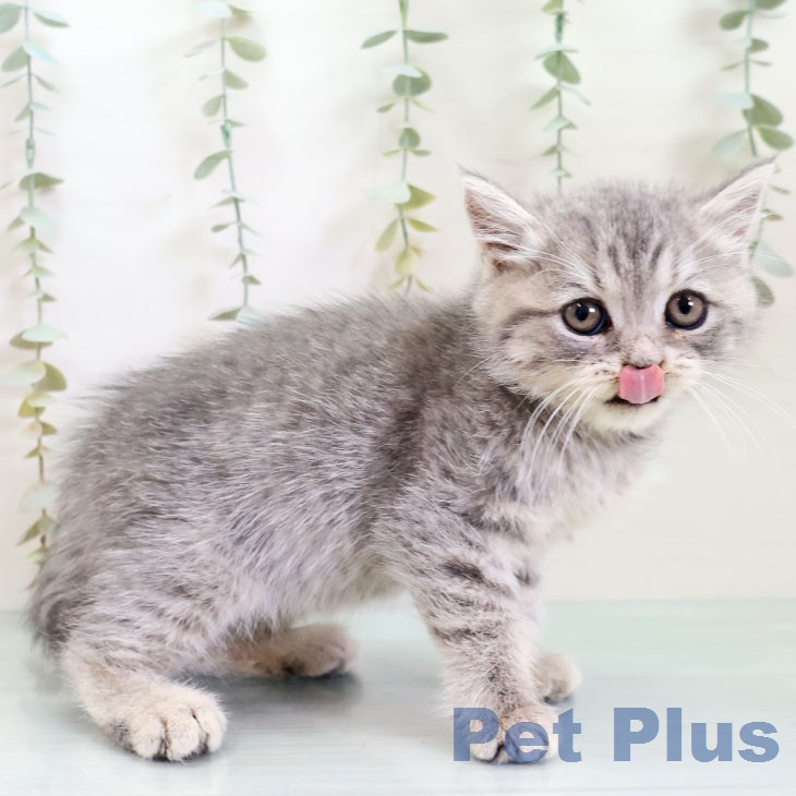 ブリティッシュロングヘアの写真2