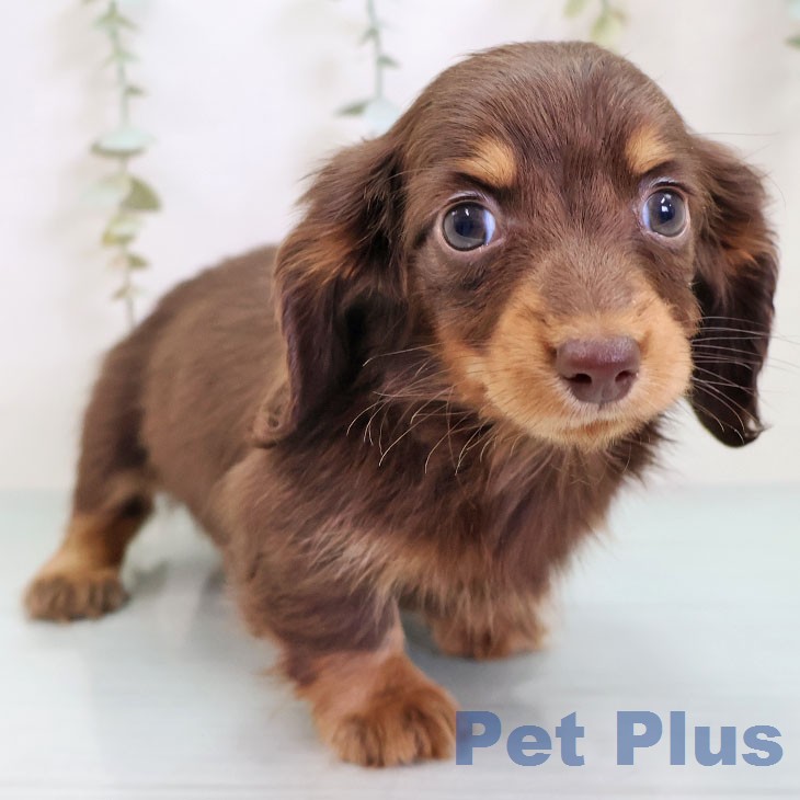 カニーンヘン・ダックスフンド