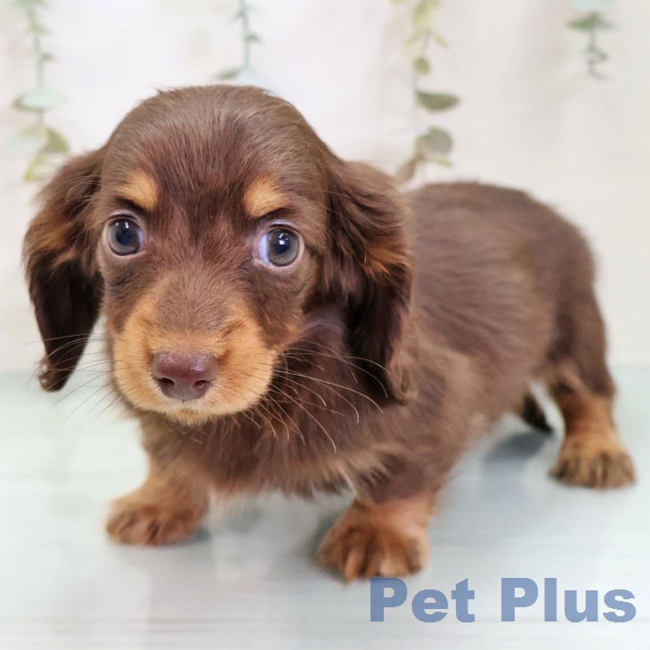 カニーンヘン・ダックスフンド