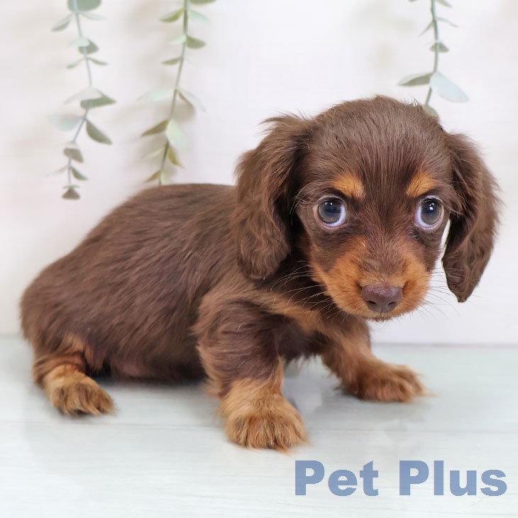 カニーンヘン・ダックスフンド