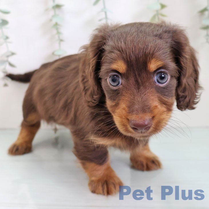 カニーンヘン・ダックスフンド