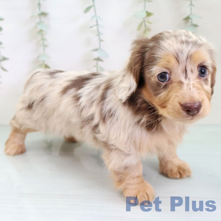 カニーンヘン・ダックスフンド