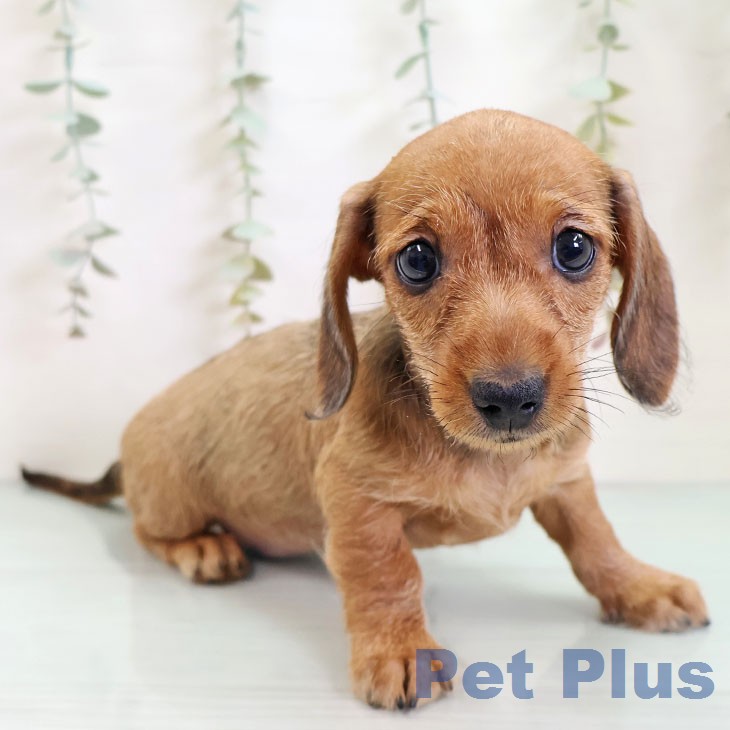 カニーンヘン・ダックスフンド