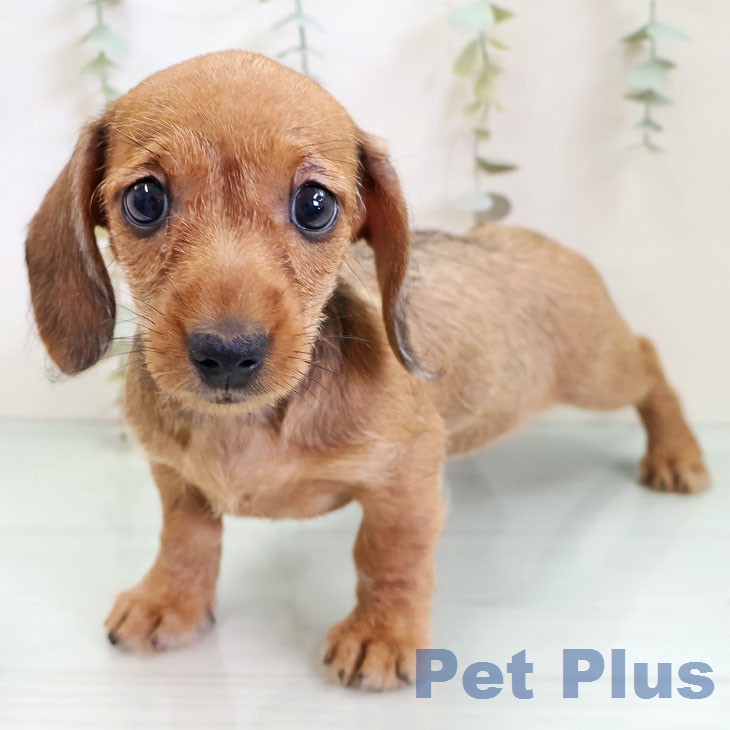 カニーンヘン・ダックスフンド