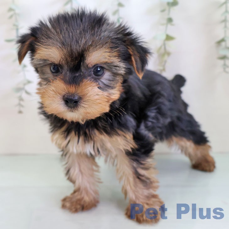 ヨークシャー・テリアの写真2