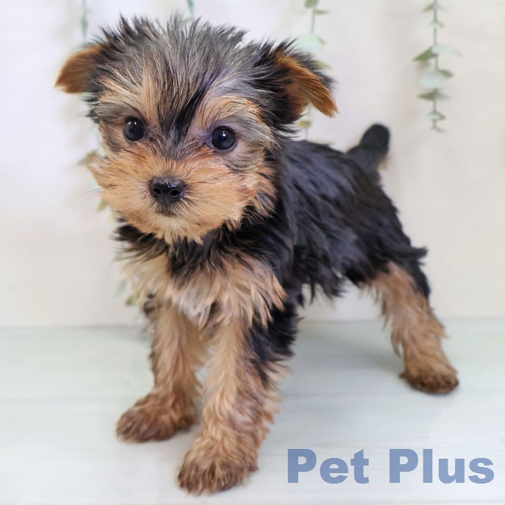 ヨークシャー・テリア