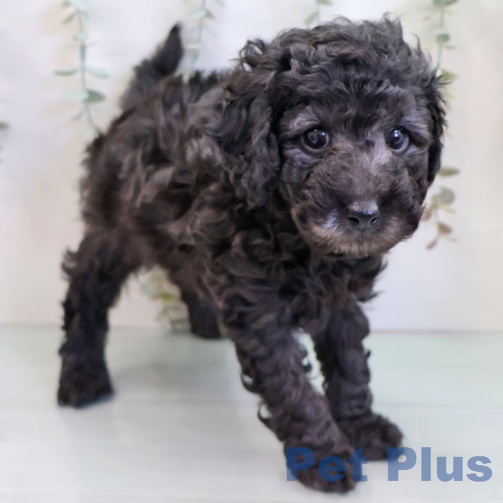 トイ・プードル