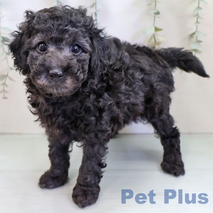 トイ・プードルの写真2