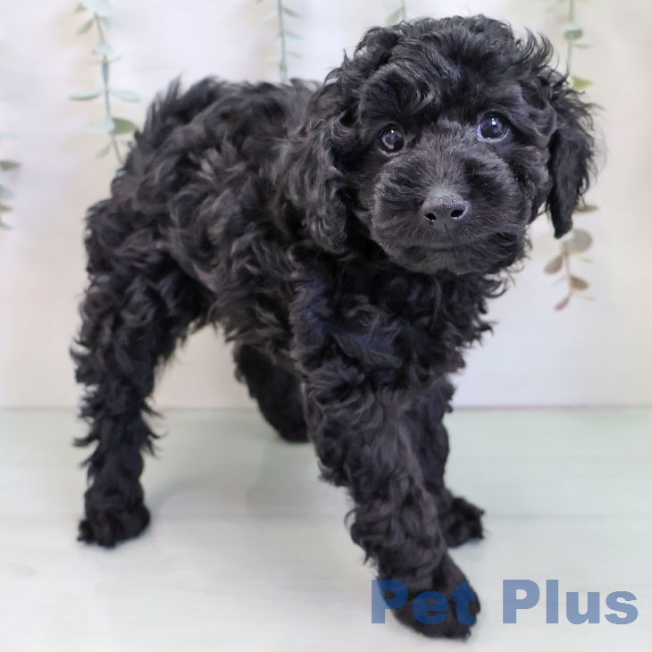 トイ・プードル