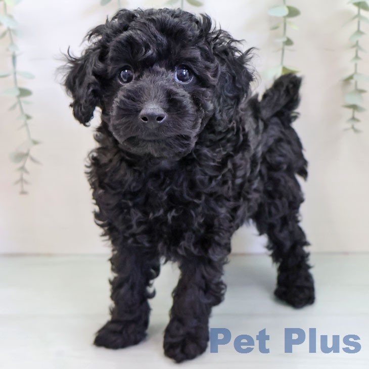 トイ・プードルの写真2