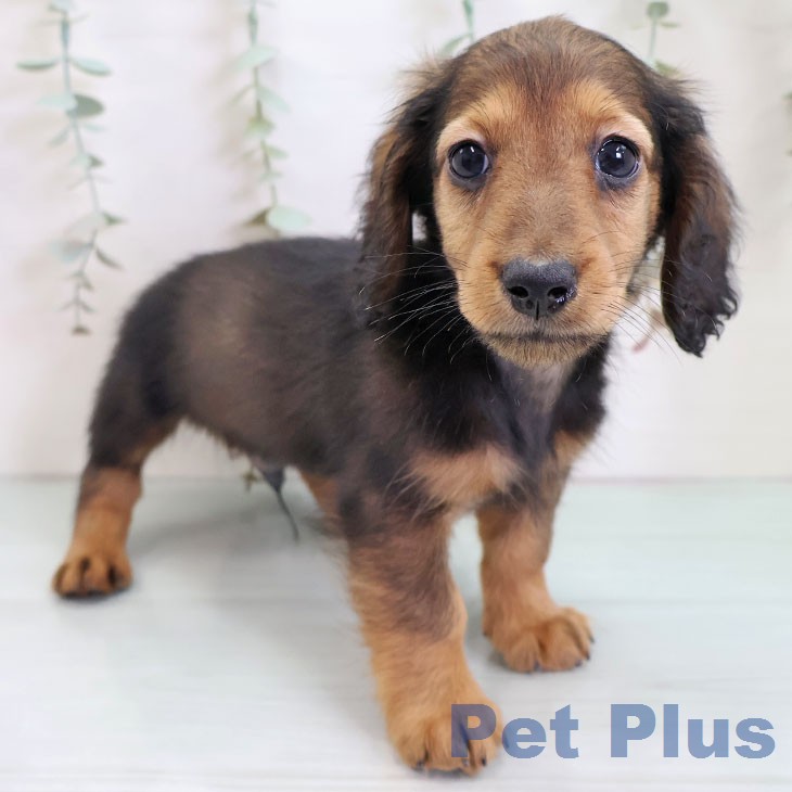 ミニチュア・ダックスフンド