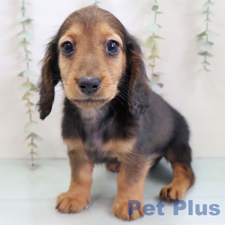 ミニチュア・ダックスフンド