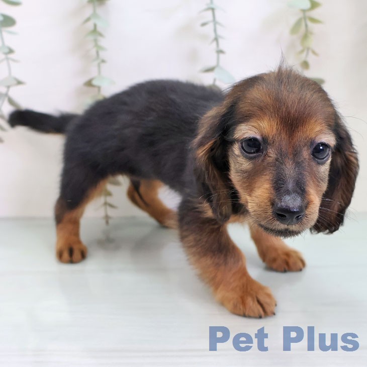 ミニチュア・ダックスフンド