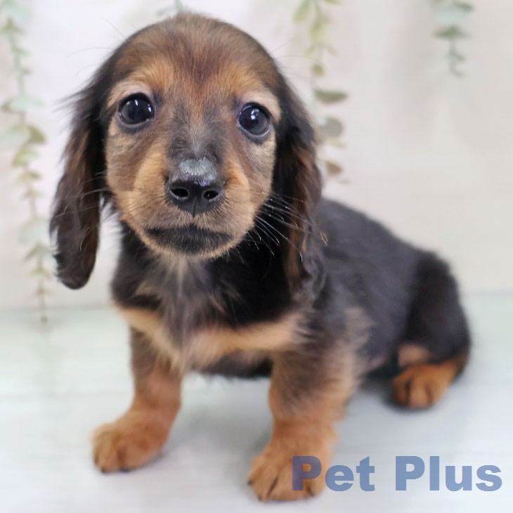 ミニチュア・ダックスフンドの写真2