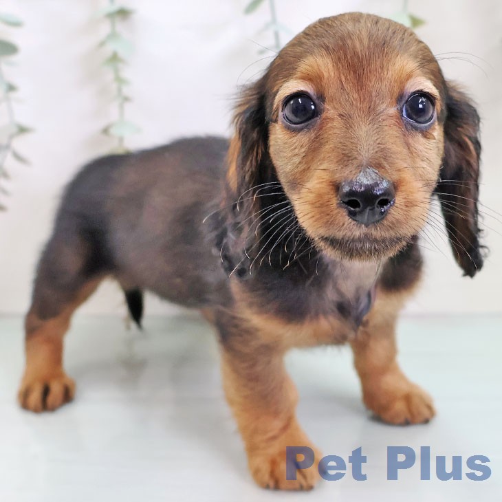 ミニチュア・ダックスフンド