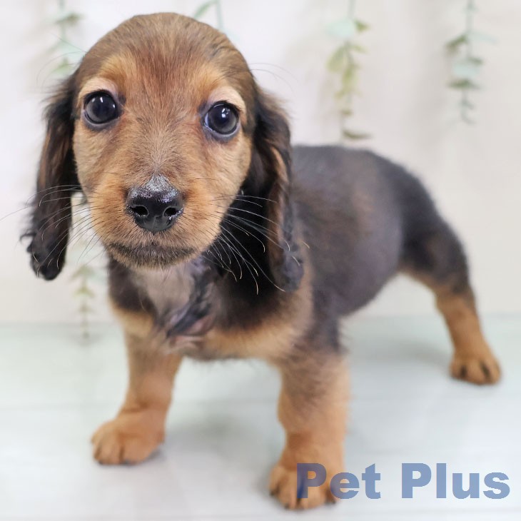 ミニチュア・ダックスフンドの写真2