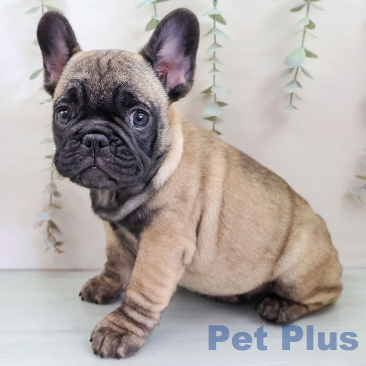 フレンチ・ブルドッグ