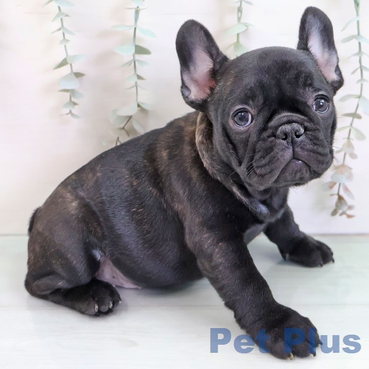 フレンチ・ブルドッグの写真2