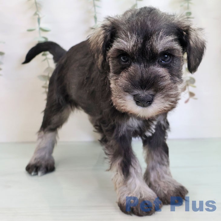 ミニチュア・シュナウザー