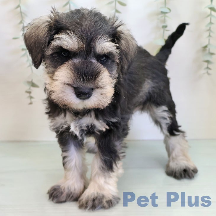 ミニチュア・シュナウザー