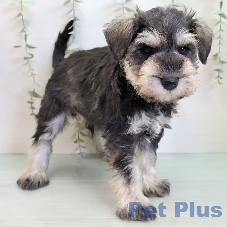 ミニチュア・シュナウザーの写真2