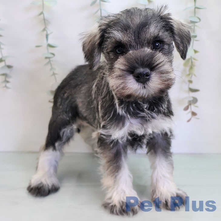 ミニチュア・シュナウザーの写真2