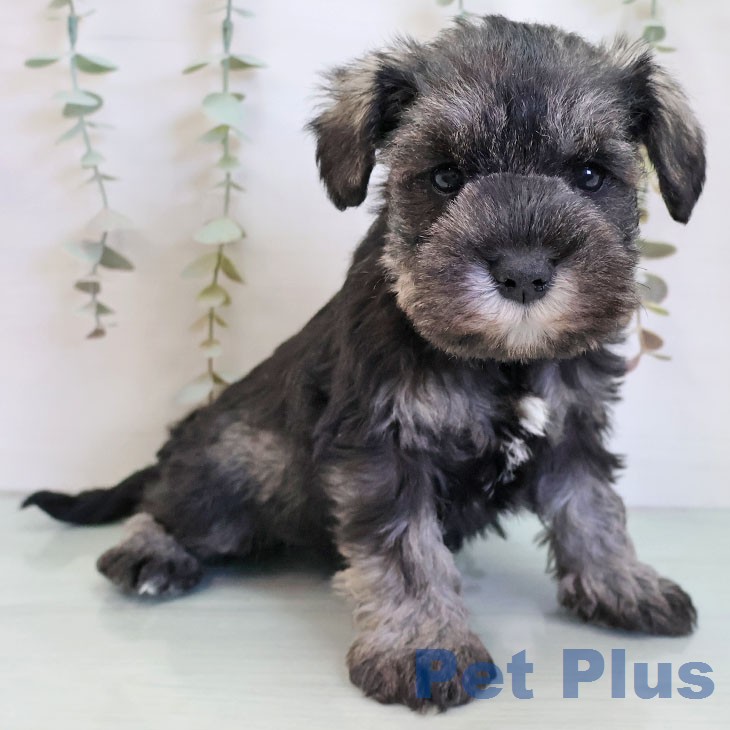 ミニチュア・シュナウザー