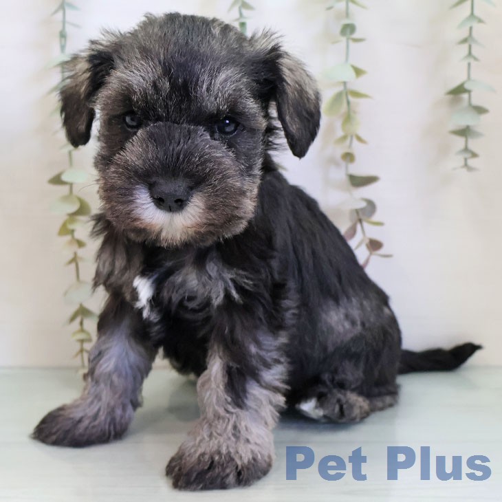 ミニチュア・シュナウザーの写真2