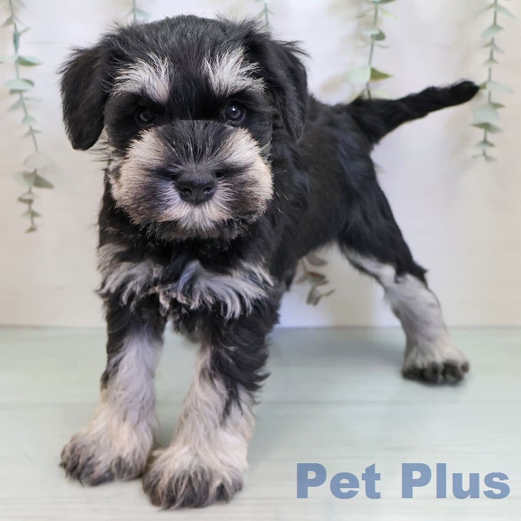 ミニチュア・シュナウザー