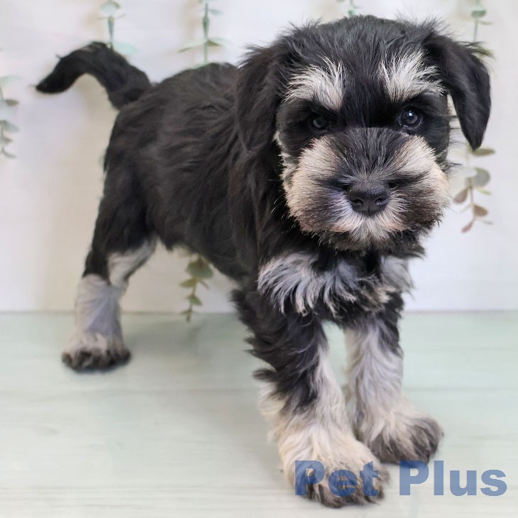 ミニチュア・シュナウザーの写真2