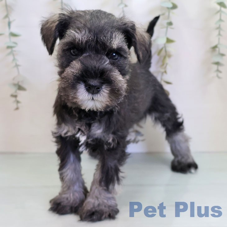 ミニチュア・シュナウザー