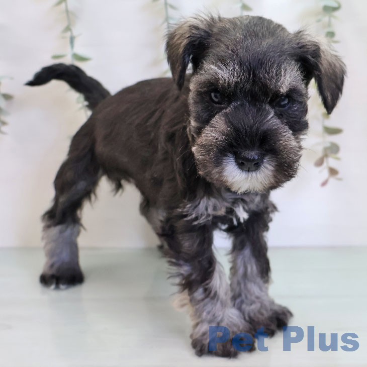 ミニチュア・シュナウザーの写真2