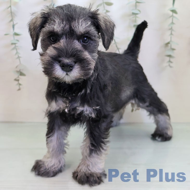 ミニチュア・シュナウザー