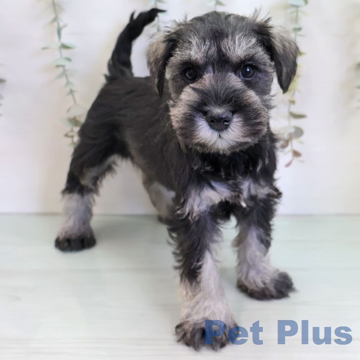 ミニチュア・シュナウザーの写真2