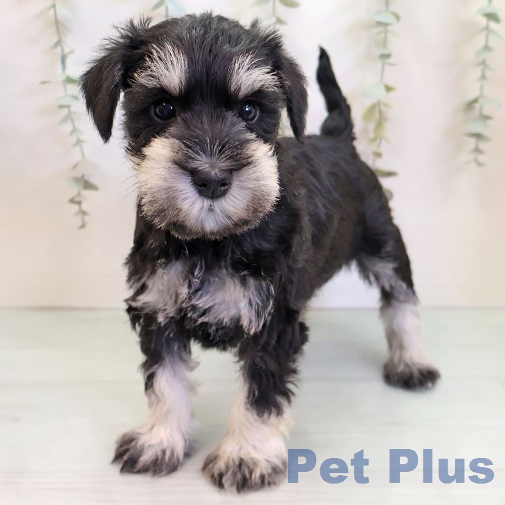 ミニチュア・シュナウザー