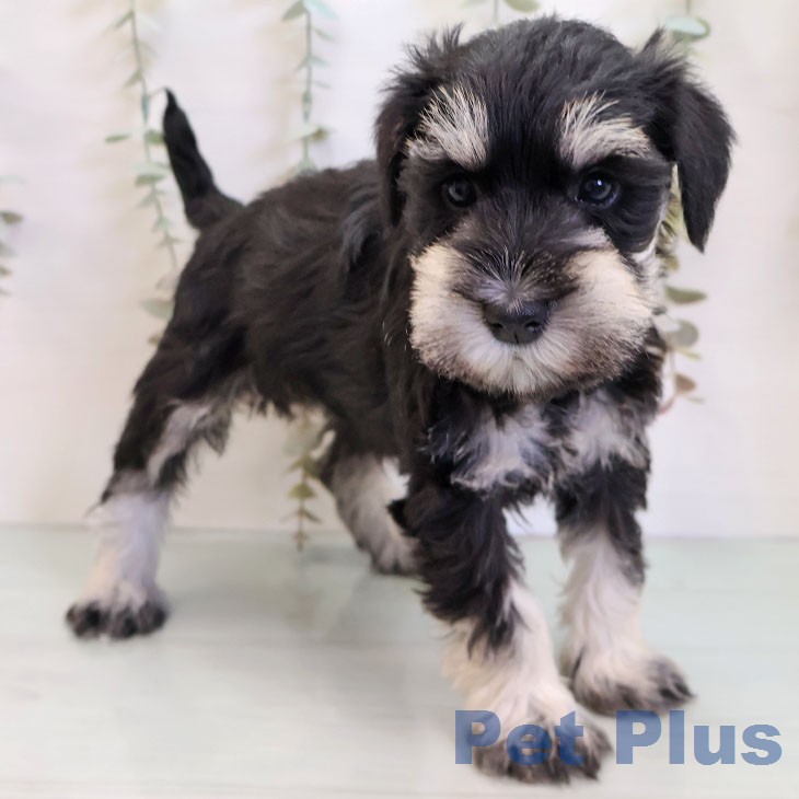 ミニチュア・シュナウザーの写真2