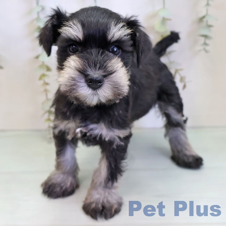 ミニチュア・シュナウザー