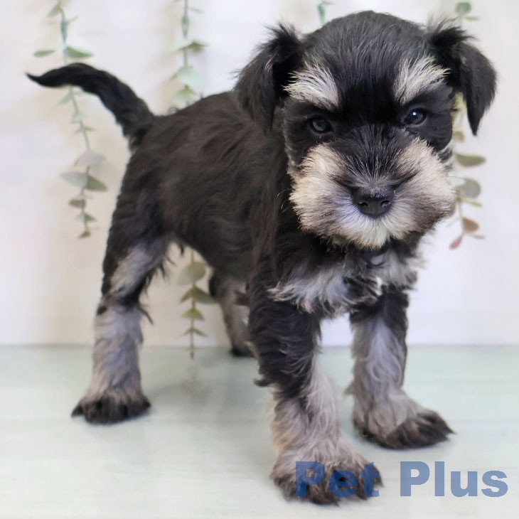 ミニチュア・シュナウザーの写真2