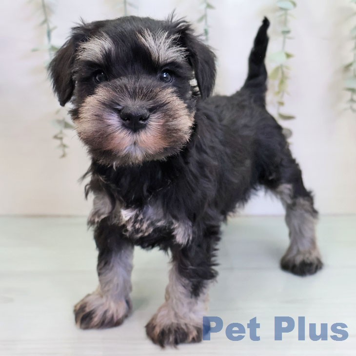 ミニチュア・シュナウザー