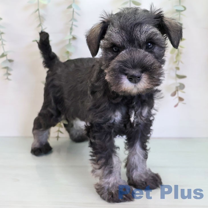 ミニチュア・シュナウザー