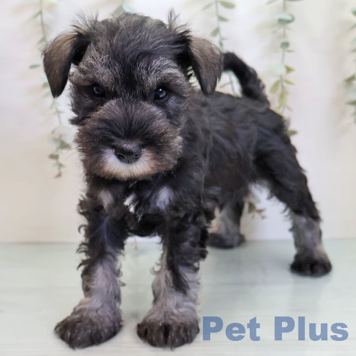 ミニチュア・シュナウザーの写真2