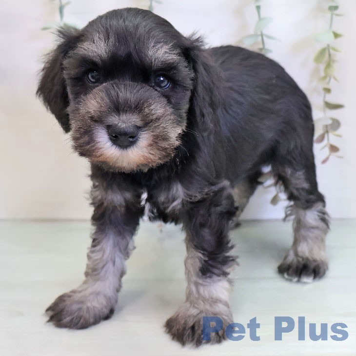 ミニチュア・シュナウザー